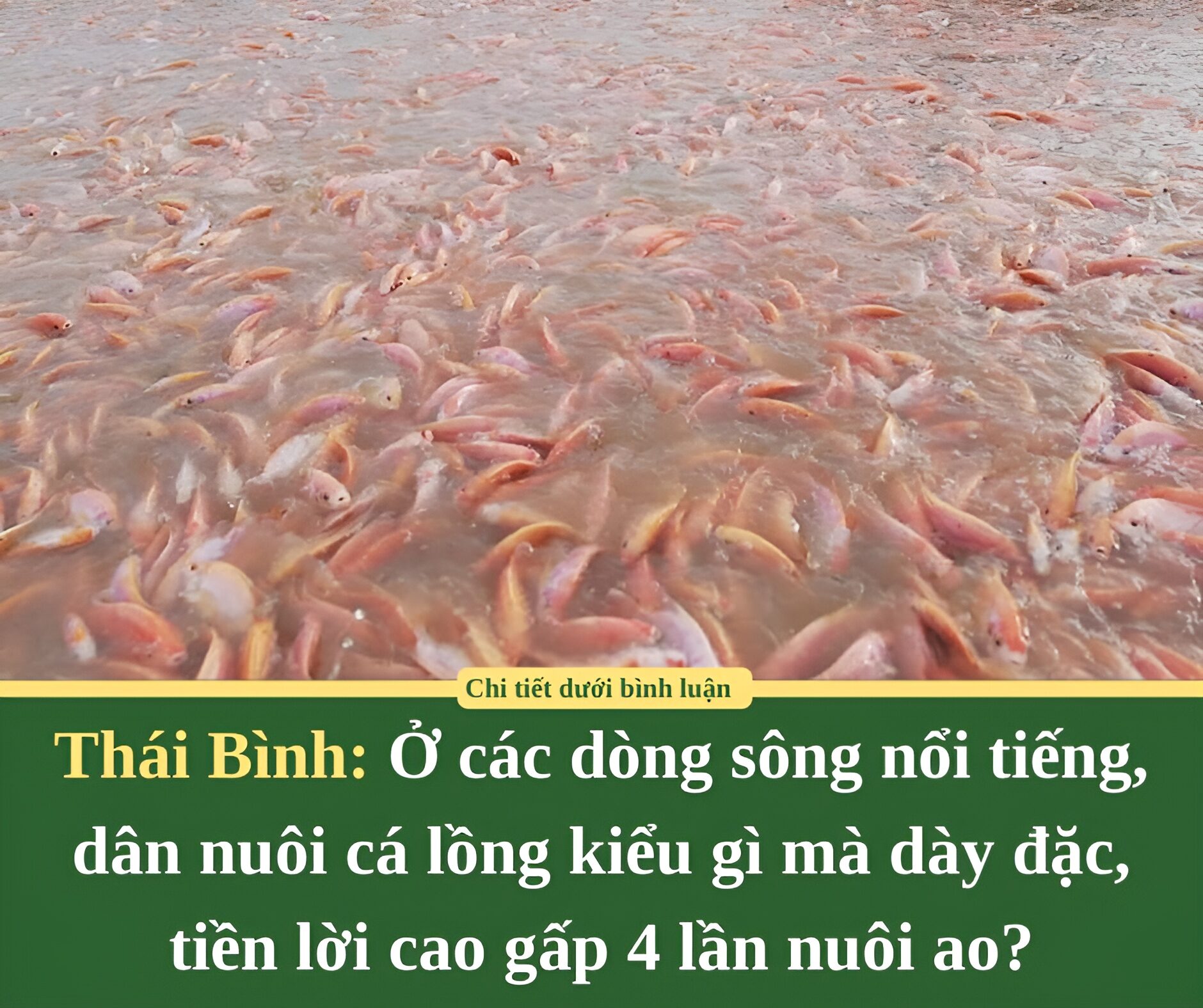 Ở các dòng sông nổi tiếng Thái Bình, dân nuôi cá lồng kiểu gì mà dày đặc, tiền lời cao gấp 4 lần nuôi ao?