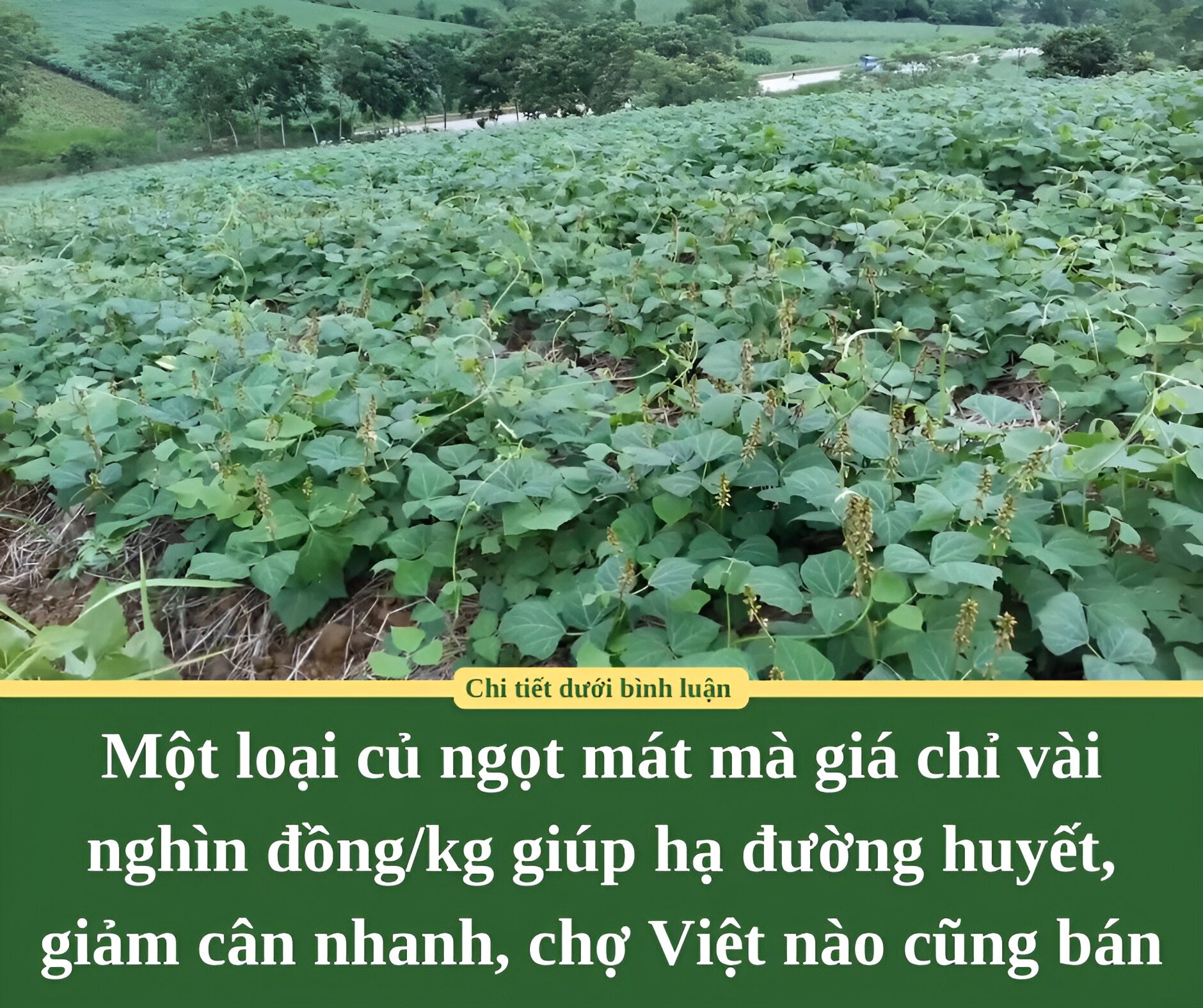 Một loại củ ngọt mát mà giá chỉ vài nghìn đồng/kg giúp hạ đường huyết, giảm cân nhanh, chợ Việt nào cũng bán