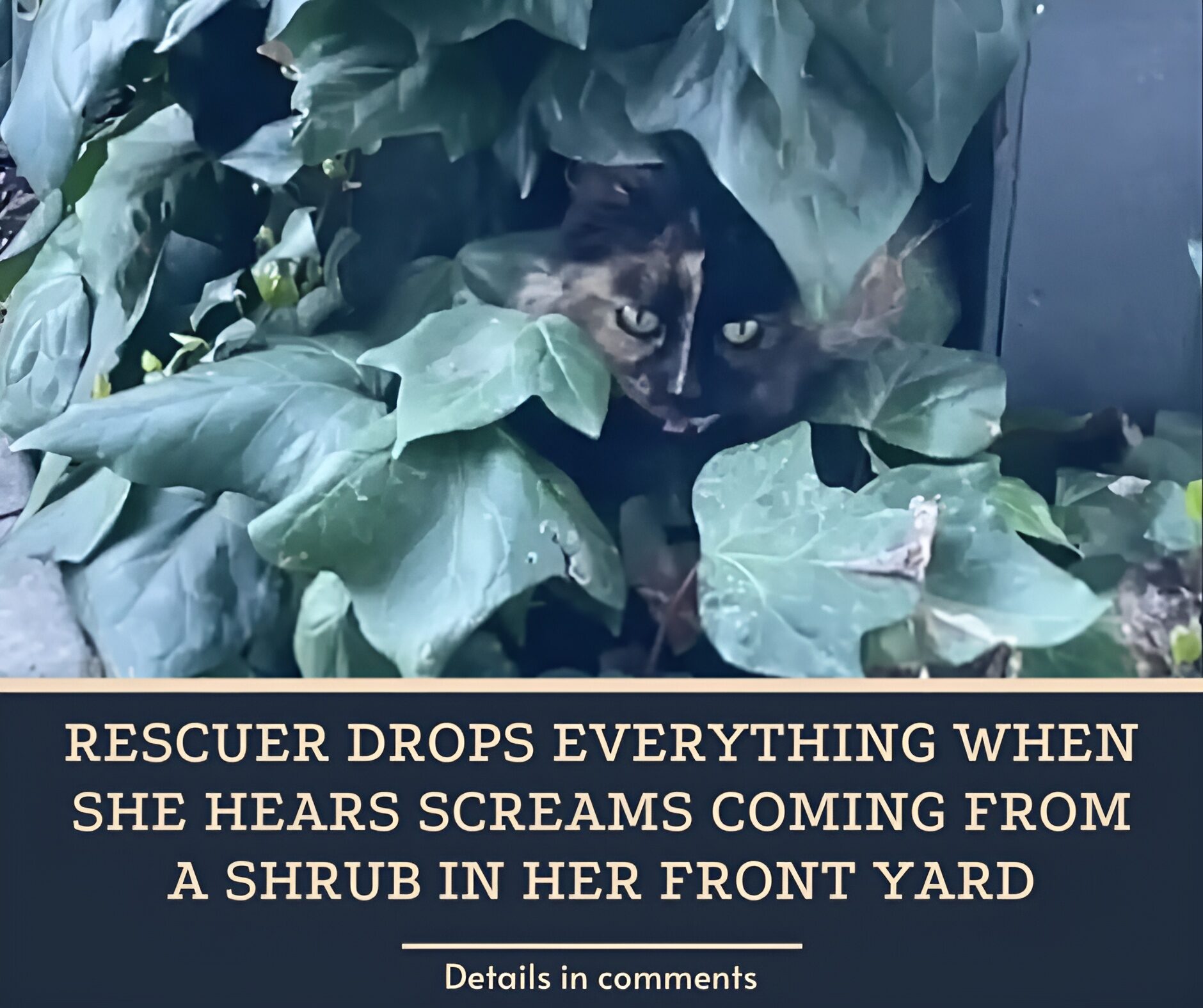 Rescuer Drops Everything When She Hears Screams Coming From A Shrub In Her Front Yard