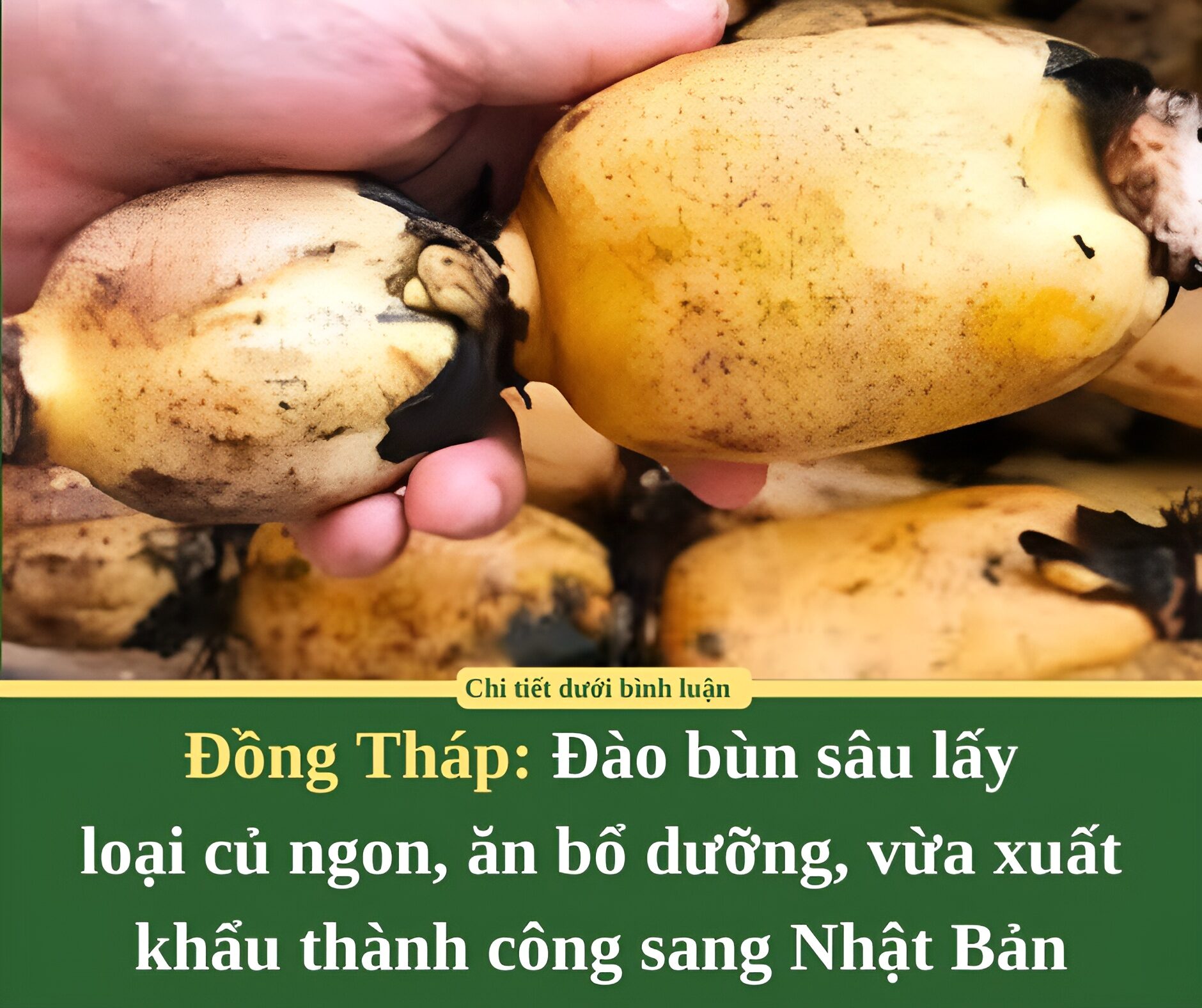 Đào bùn sâu lấy loại củ ngon, ăn bổ dưỡng, Đồng Tháp vừa xuất khẩu thành công sang Nhật Bản