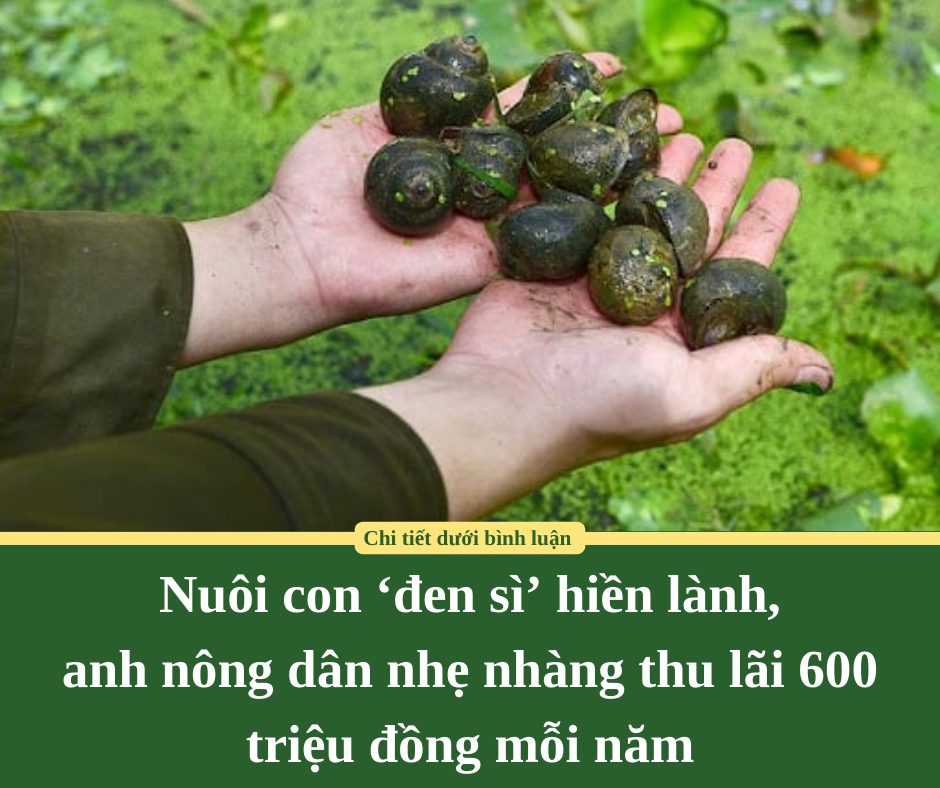 Nuôi con ‘đen sì’ hiền lành, anh nông dân nhẹ nhàng thu lãi 600 triệu đồng mỗi năm