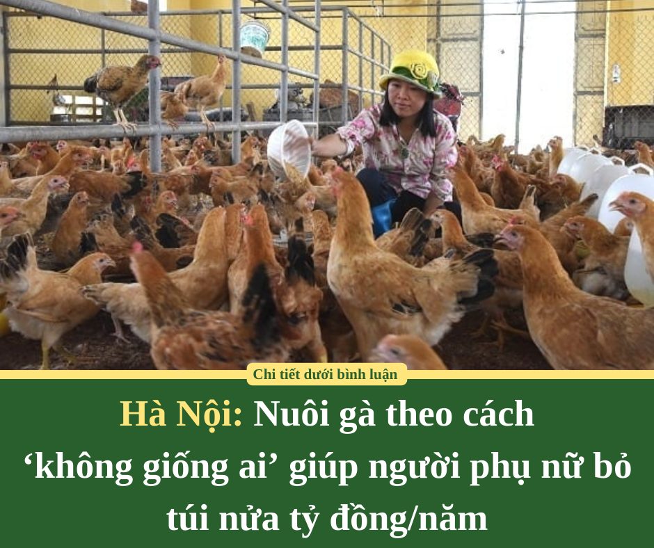 Nuôi gà theo cách ‘không giống ai’ giúp người phụ nữ Hà Nội bỏ túi nửa tỷ đồng/năm