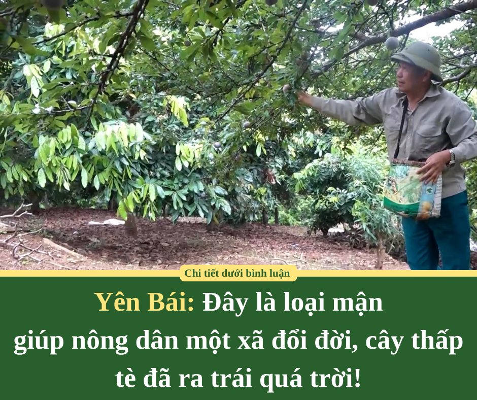 Đây là loại mận giúp nông dân một xã ở Yên Bái đổi đời, cây thấp tè đã ra trái quá trời!