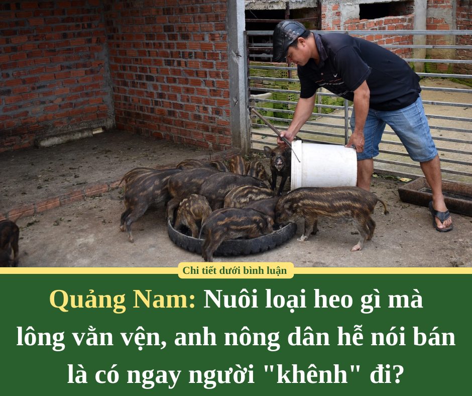 Nuôi loại heo gì mà lông vằn vện, anh nông dân Quảng Nam hễ nói bán là có ngay người “khênh” đi?