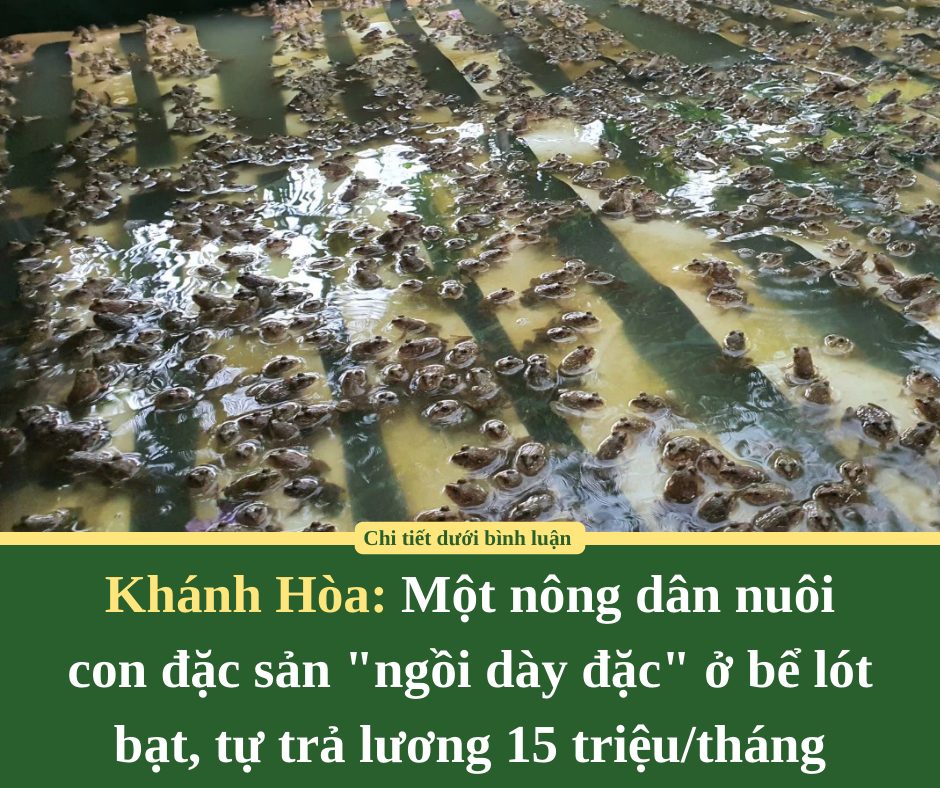 Một nông dân ở Khánh Hòa nuôi con đặc sản “ngồi dày đặc” ở bể lót bạt, tự trả lương 15 triệu/tháng