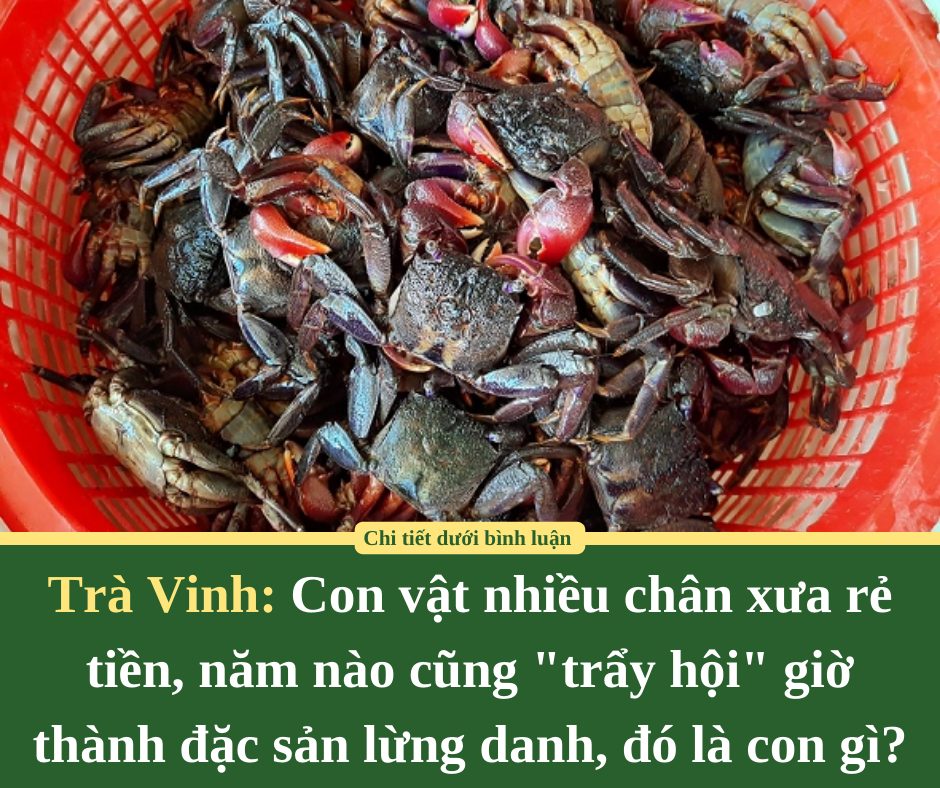 Con vật nhiều chân ở Trà Vinh xưa rẻ tiền, năm nào cũng “trẩy hội” giờ thành đặc sản lừng danh, đó là con gì?