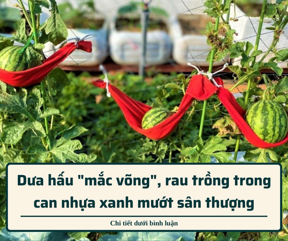 Dưa hấu “mắc võng”, rau trồng trong can nhựa xanh mướt sân thượng