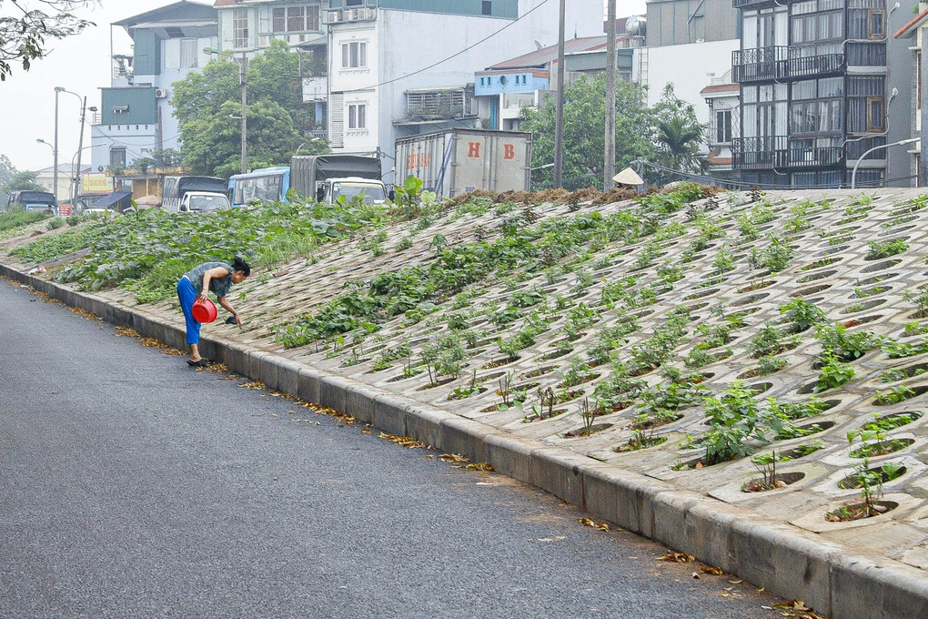 Người dân Thủ đô trồng rau sạch ở hốc bê tông bên triền đê